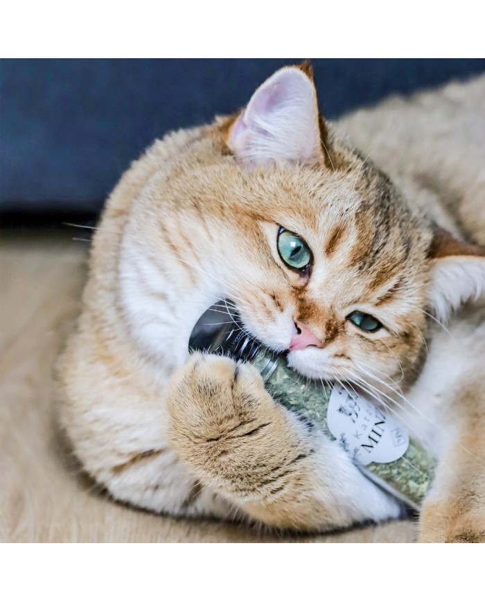 Katzenminze 3er Set in Geschenkbox