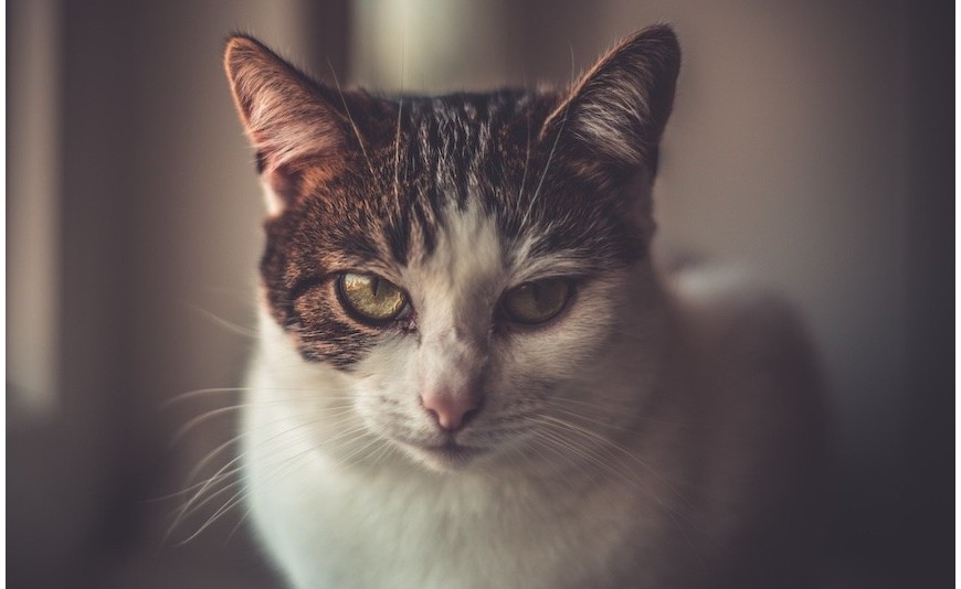 Schilddrüsenübefunktion bei der Katze? Symptome und Behandlung Schilddrüsenübefunktion bei der Katze? Symptome und Behandlung